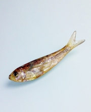 Винтажная брошь от Ken Loeber в форме рыбки-гольян